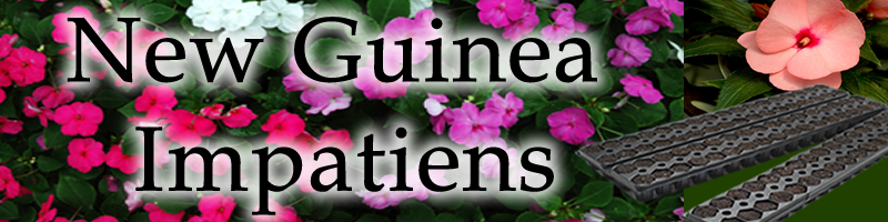 New Guinea Impatiens